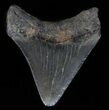 Bargain, Juvenile Megalodon Tooth - Georgia #61702-1